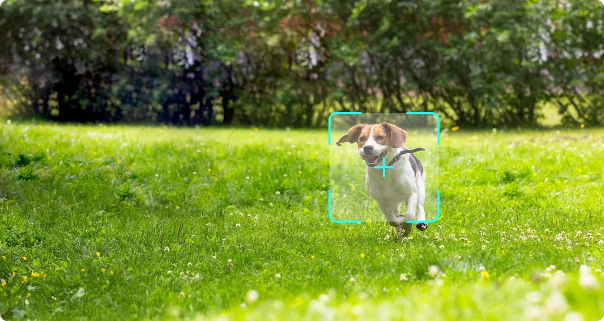 Animal Recognition