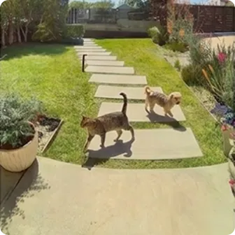 Pet movement detected